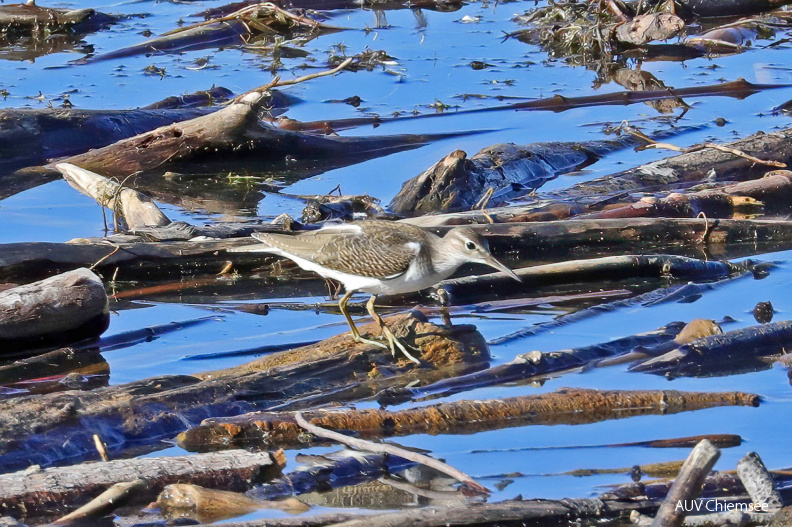 Flussuferläufer
Mit einem Klick! zur Fotogeschichte mit weiteren Bildern
Hirschauer Bucht / 20. August 2020 / Foto: Hans Wolf
AktNatBeo-200820-hw-31_Flussuferlaeufer_Hirschauer_Bucht_8C3A5250.jpg
