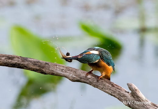 Eisvogel mit Kaulquappe