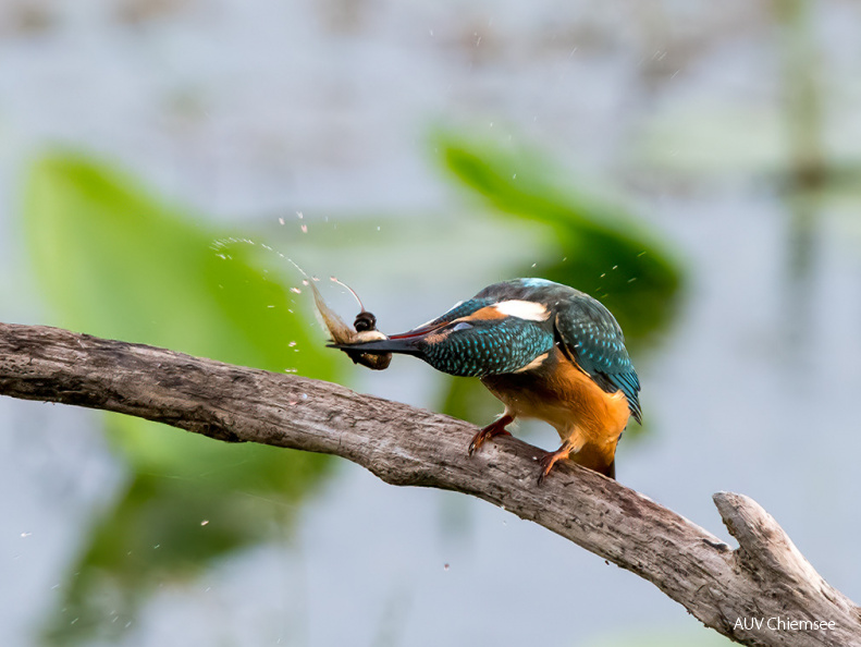 Eisvogel mit Kaulquappe