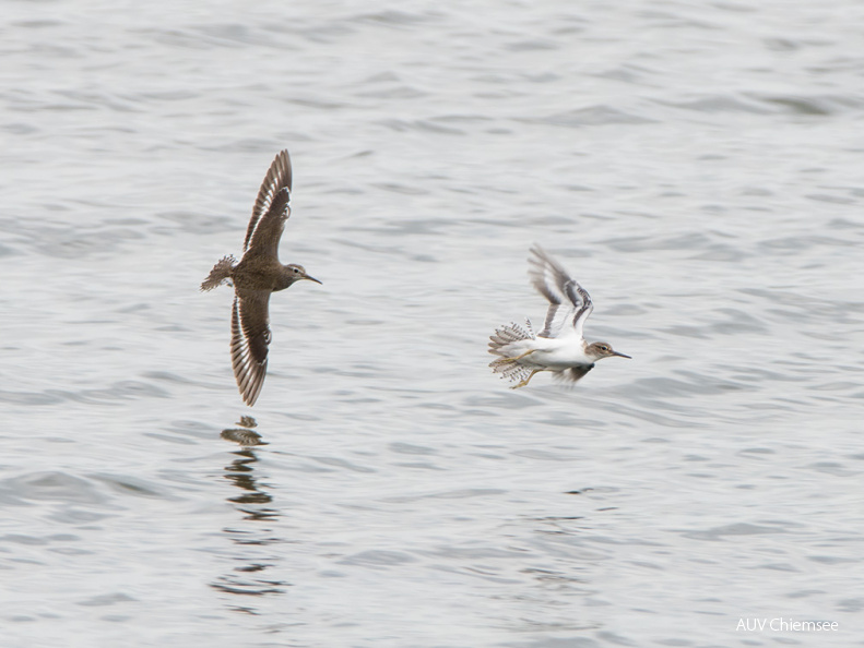 Flussuferläufer