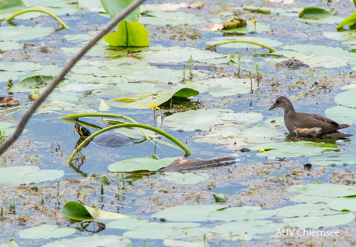 Gelbwangenschildkröte und Teichuhn