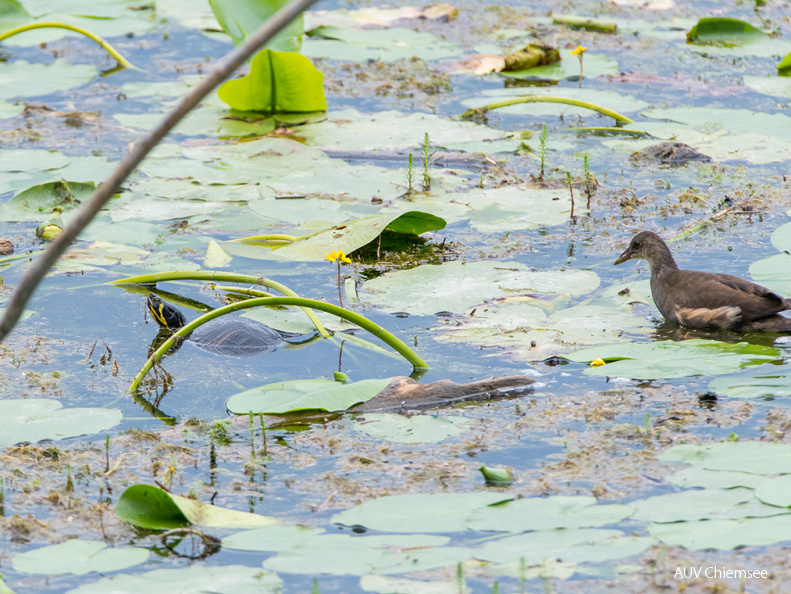 Gelbwangenschildkröte und Teichuhn