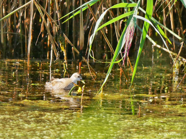 Kleines Sumpfhuhn