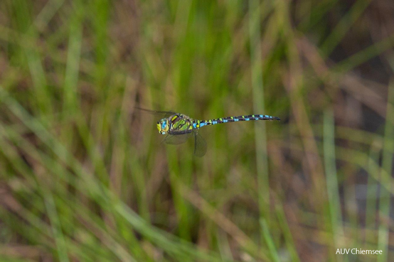 AktNatBeo-200833-ah-3-Blaugruene_Mosaikjungfer_HB.jpg