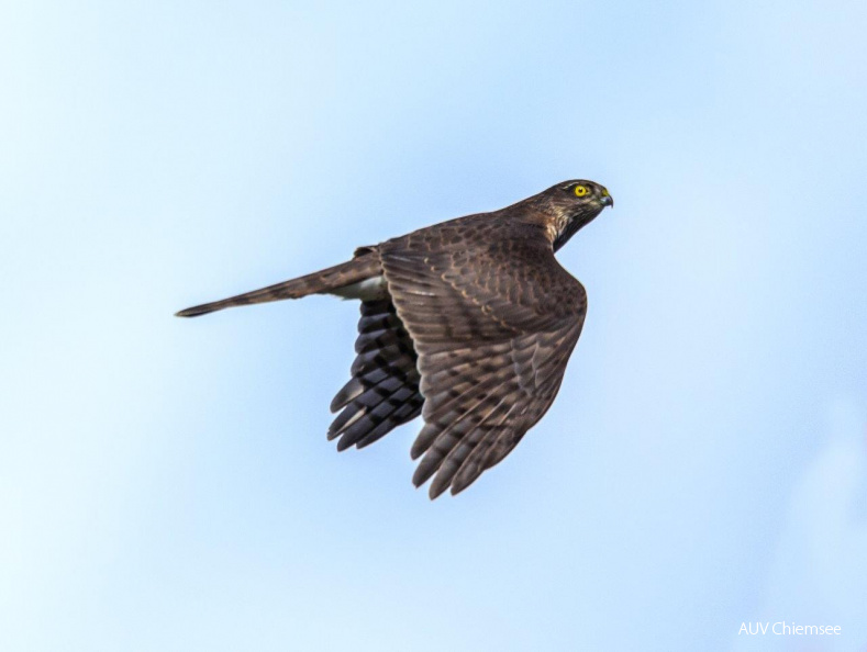 Sperber
Mit einem Klick! zur Fotogeschichte mit weiteren Bildern
Beobachtungsturm Hirschauer Bucht / 3. September 2020 / Foto: Andreas Hartl
AktNatBeo-200903-ah-06-Sperber HB.jpg