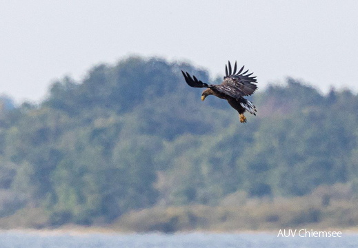 Seeadler