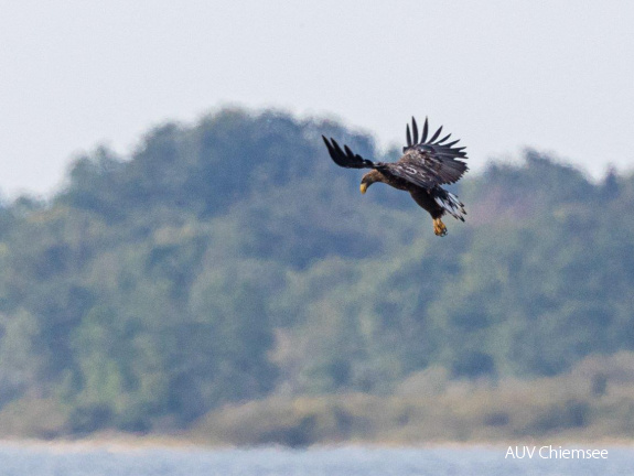 Seeadler