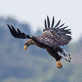 Seeadler-HB-(2)-Ausschnitt