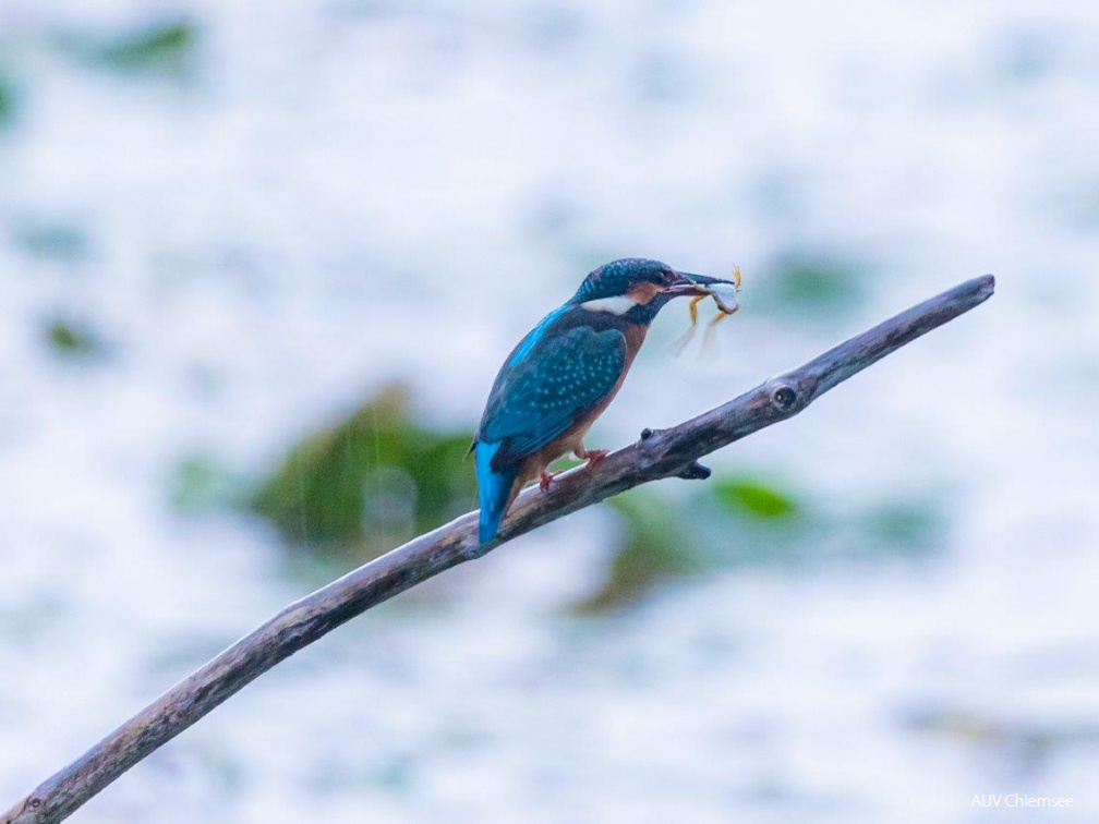 Eisvogel