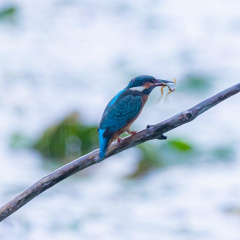 Eisvogel