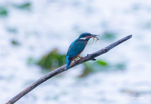 Eisvogel