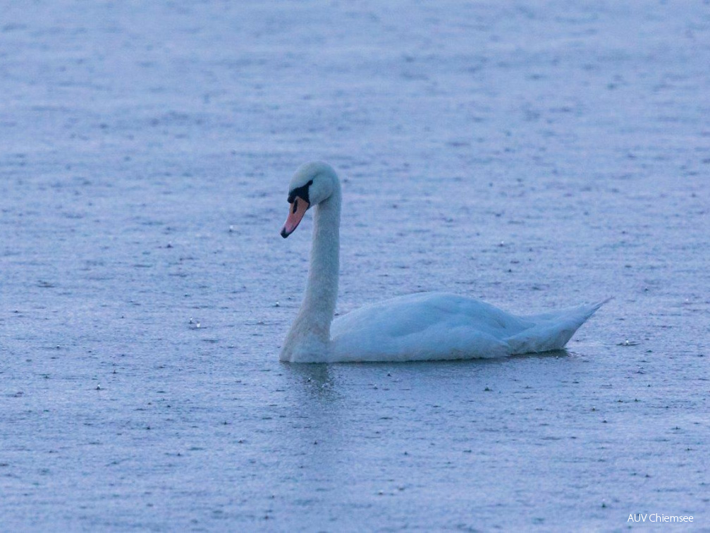 Höckerschwan