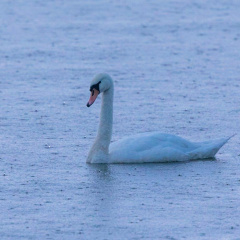 Höckerschwan