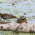 Teichhuhn und Schildkröte