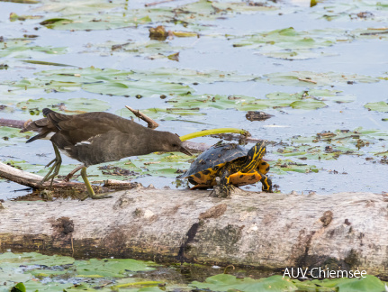 Teichhuhn und Schildkröte