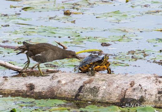 Teichhuhn und Schildkröte