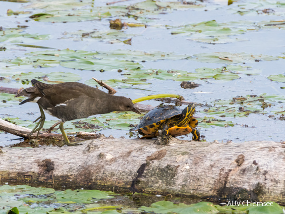 Teichhuhn und Schildkröte