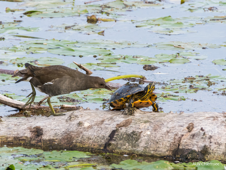 Teichhuhn und Schildkröte