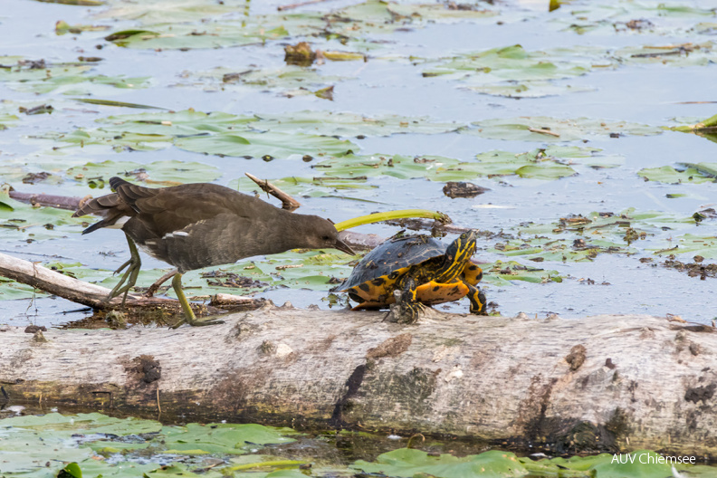 Teichhuhn und Schildkröte
Mit einem Klick! zur Fotogeschichte mit weiteren Bildern
Beobachtungsturm Hirschauer Bucht / 4. September 2020 / Foto: Thomas Alberer
AktNatBeo-200904-ta-09_HB_Teichhuhn_und_Schildkroete_04-09-20.jpg