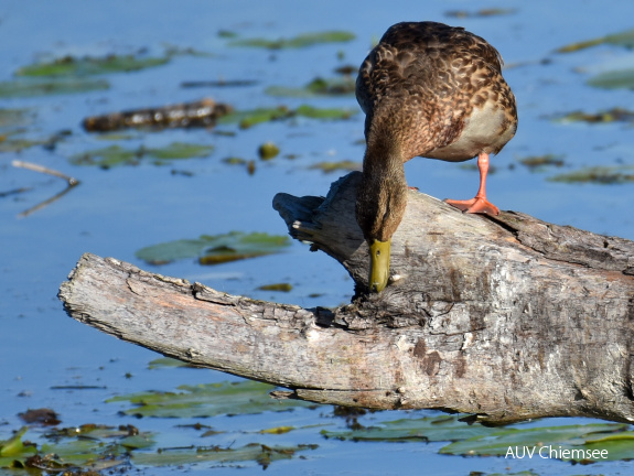 Stockente