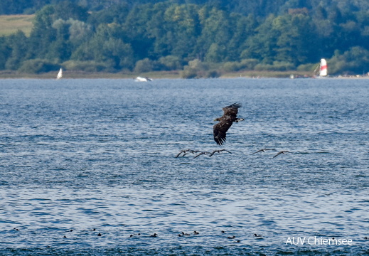 Seeadler