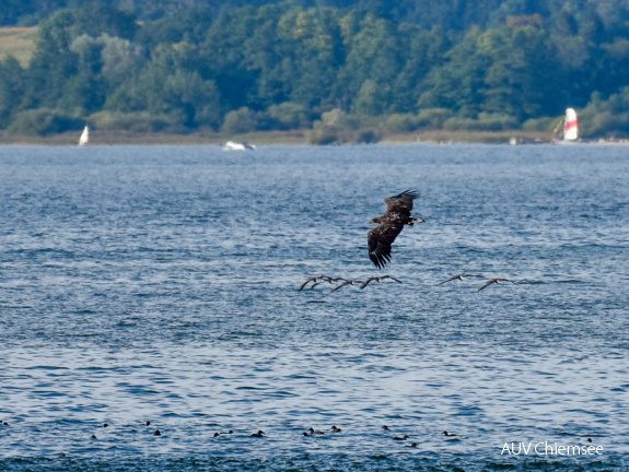 Seeadler