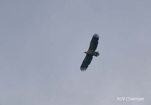 Seeadler