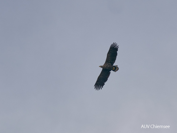 Seeadler