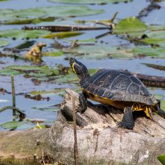 Gelbwangenschildkröte