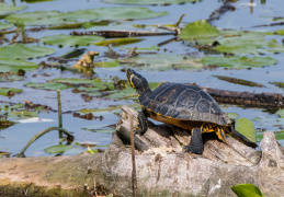 Gelbwangenschildkröte