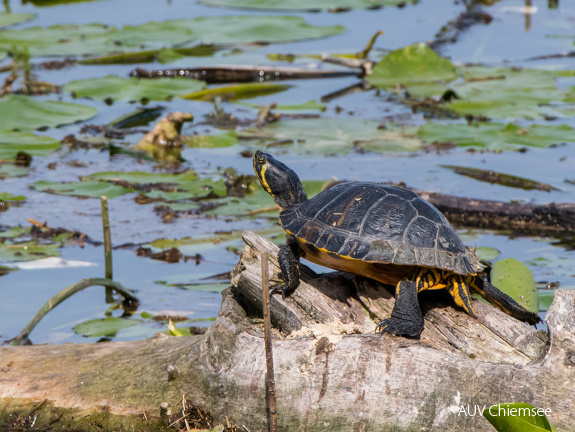 Gelbwangenschildkröte