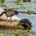 Teichhuhn und Gelbwangenschildkröte