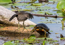 Teichhuhn und Gelbwangenschildkröte