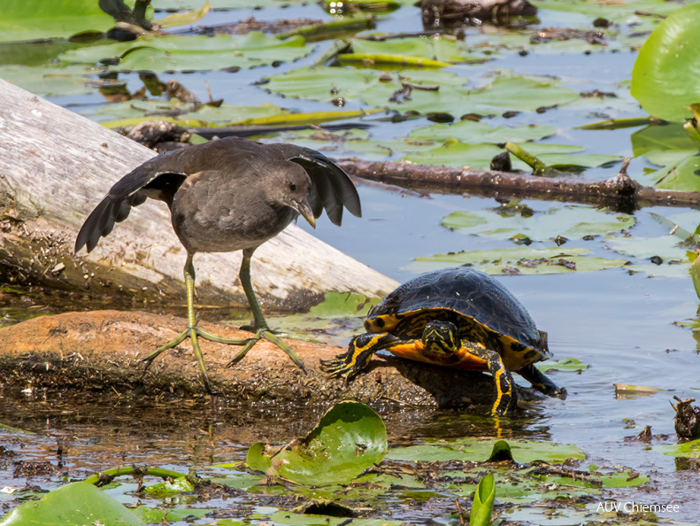 Teichhuhn und Gelbwangenschildkröte