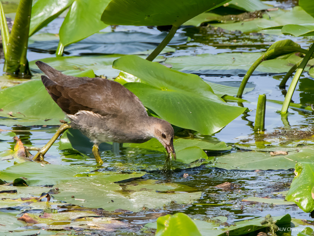 Teichhuhn