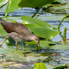 Teichhuhn