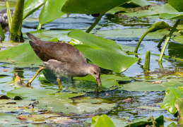 Teichhuhn