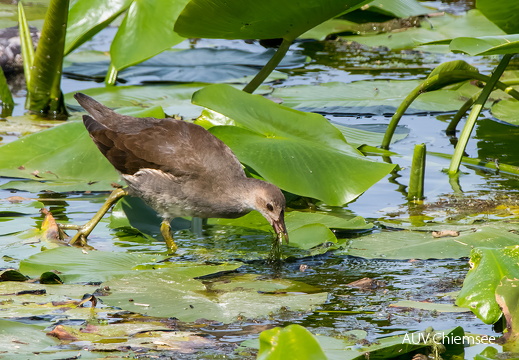 Teichhuhn