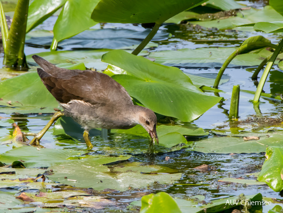 Teichhuhn