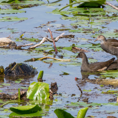 Teichhuhn und Gelbwangenschildkröte