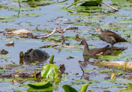 Teichhuhn und Gelbwangenschildkröte