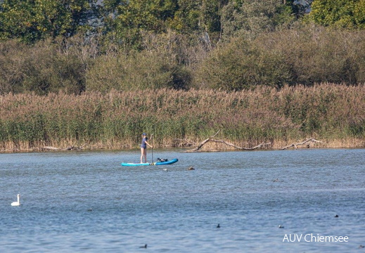 Standup-Paddler in der Schutzzone!