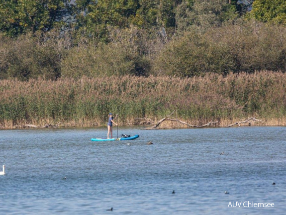 Standup-Paddler in der Schutzzone!