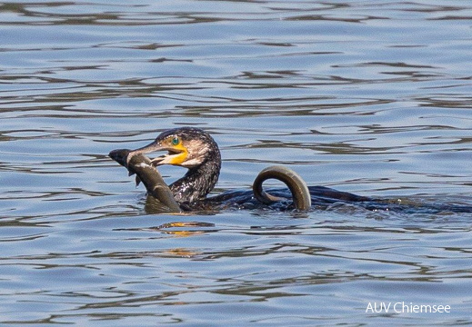 Kormoran erbeutet Aal
