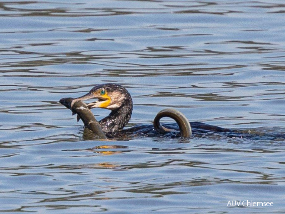 Kormoran erbeutet Aal