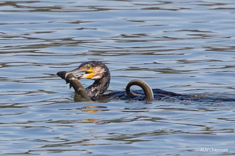 AktNatBeo-200909-ah-20-Kormoran_erbeutet_Aal_HB.jpg