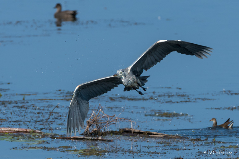 Graureiher
Mit einem Klick! zur Fotogeschichte mit weiteren Bildern
Beobachtungsturm Hirschauer Bucht / 12.09.2020 / Foto: Thomas Alberer
AktNatBeo-200912-ta-10_HB_Graureiher_12-09-20.jpg