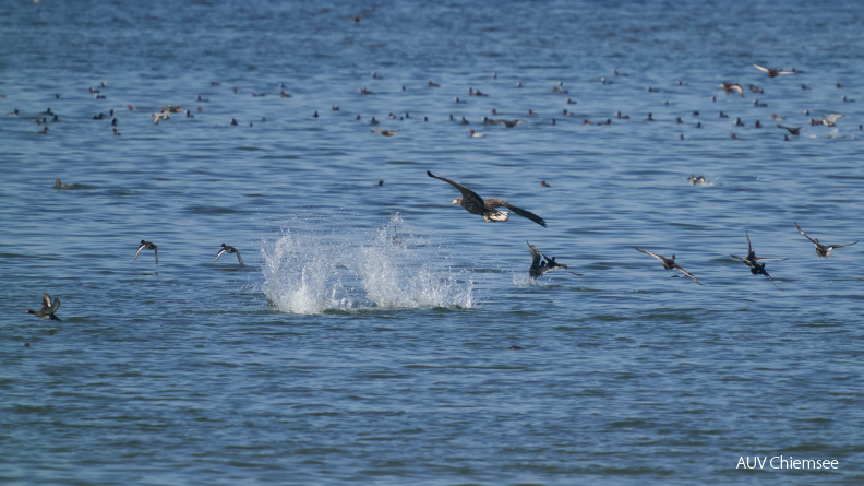 Fehlgeschlagener Angriff des Seeadlers auf Kolbenenten
Mit einem Klick! zur Fotogeschichte mit weiteren Bildern
Beobachtungsturm Hirschauer Bucht / Anfang September 2020 / Foto: Alexander Kraus
AktNatBeo-200915-ka-Fehlgeschlagener_Angriff_auf_Kolbenenten.jpg