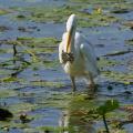 Silberreiher mit fetter Beute