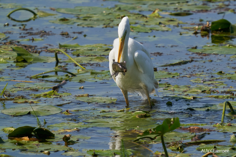 Silberreiher mit fetter Beute
Mit einem Klick! zur Fotogeschichte mit weiteren Bildern
Beobachtungsturm Hirschauer Bucht / Anfang September 2020 / Foto: Alexander Kraus
AktNatBeo-200915-ka-Silberreiher_mit_fetter_Beute.jpg